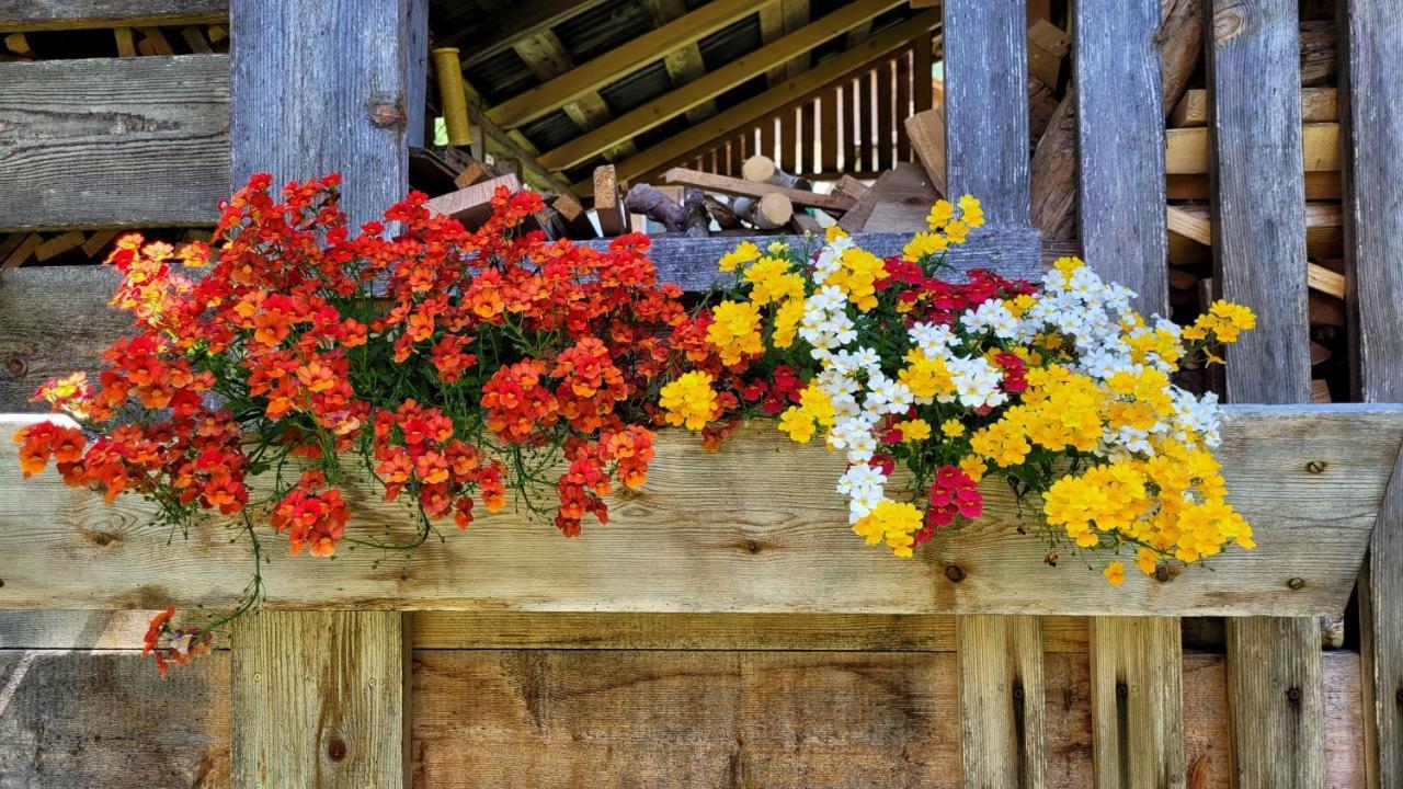 La Gerla Casa Vacanze Dolomiti Perarolo di Cadore Kültér fotó